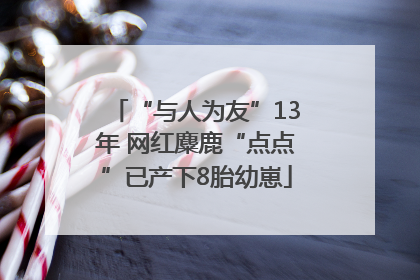 “与人为友”13年 网红麋鹿“点点”已产下8胎幼崽