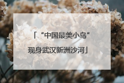 “中国最美小鸟”现身武汉新洲沙河