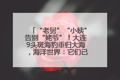 “老舅”“小姨”告别“姥爷”！大连9头斑海豹重归大海，海洋世界：它们已具备野外生存能力