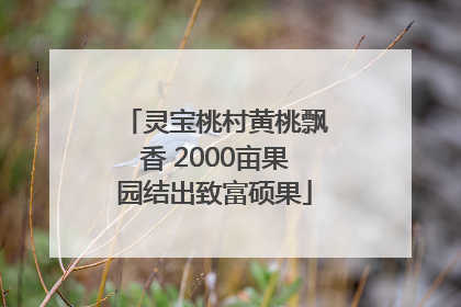 灵宝桃村黄桃飘香 2000亩果园结出致富硕果