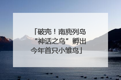 破壳！南麂列岛“神话之鸟”孵出今年首只小雏鸟