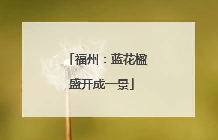 福州：蓝花楹盛开成一景