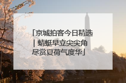 京城拍客今日精选｜蜻蜓早立尖尖角 尽赏夏荷气度华
