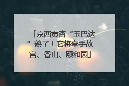 京西贡杏“玉巴达”熟了！它将牵手故宫、香山、颐和园