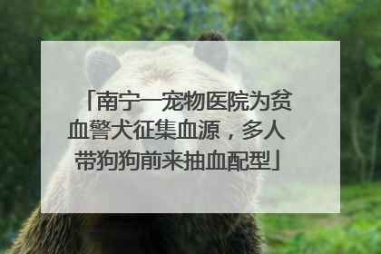 南宁一宠物医院为贫血警犬征集血源，多人带狗狗前来抽血配型
