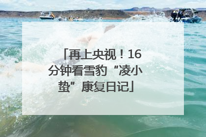 再上央视！16分钟看雪豹“凌小蛰”康复日记