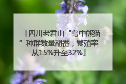 四川老君山“鸟中熊猫”种群数量翻番，繁殖率从15%升至32%