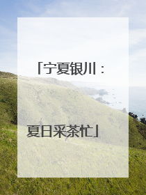 宁夏银川：夏日采茶忙