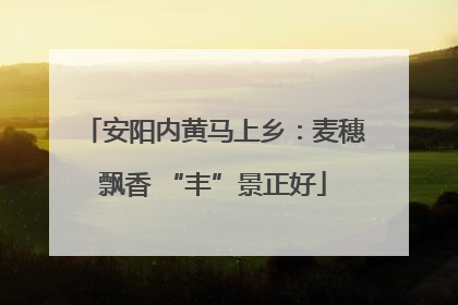 安阳内黄马上乡：麦穗飘香 “丰”景正好