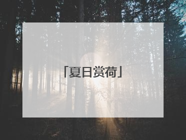 夏日赏荷