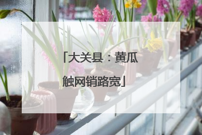 大关县：黄瓜触网销路宽