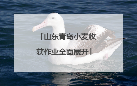 山东青岛小麦收获作业全面展开