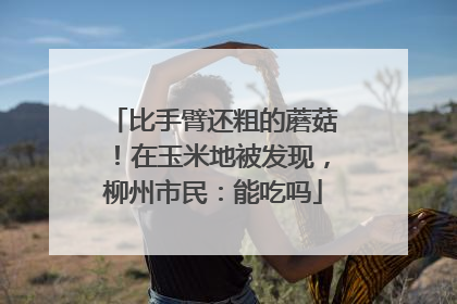 比手臂还粗的蘑菇！在玉米地被发现，柳州市民：能吃吗