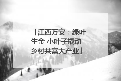 江西万安：绿叶生金 小叶子撬动乡村共富大产业