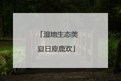 湿地生态美 夏日麋鹿欢