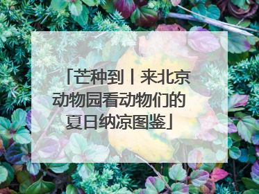 芒种到丨来北京动物园看动物们的夏日纳凉图鉴