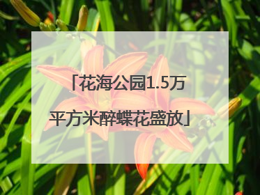 花海公园1.5万平方米醉蝶花盛放