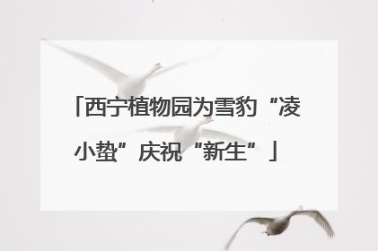 西宁植物园为雪豹“凌小蛰”庆祝“新生”