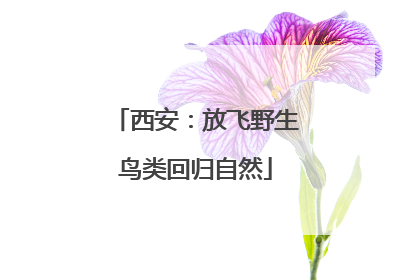 西安：放飞野生鸟类回归自然