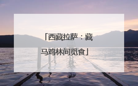 西藏拉萨：藏马鸡林间觅食