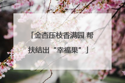 金杏压枝香满园 帮扶结出“幸福果”