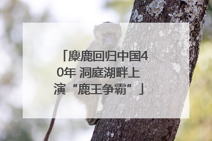 麋鹿回归中国40年 洞庭湖畔上演“鹿王争霸”