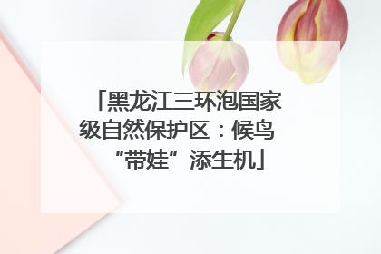 黑龙江三环泡国家级自然保护区：候鸟“带娃”添生机